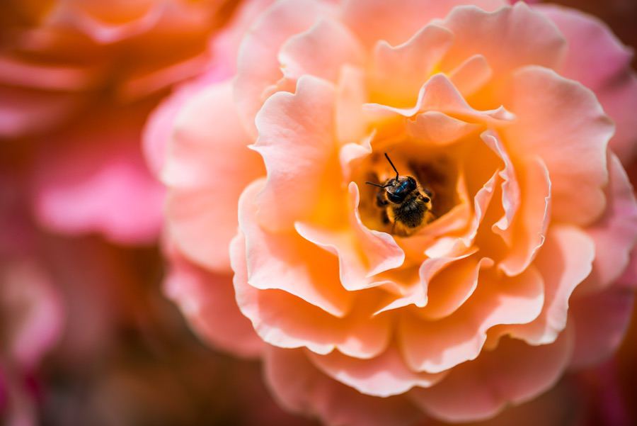 粉色玫瑰 花卉 高清摄影 8K高清壁纸 易点图网