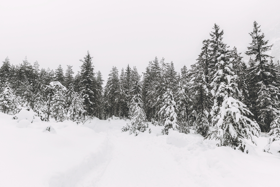 冬季雪景 森林瑞雪 4k高清壁纸 易点图网