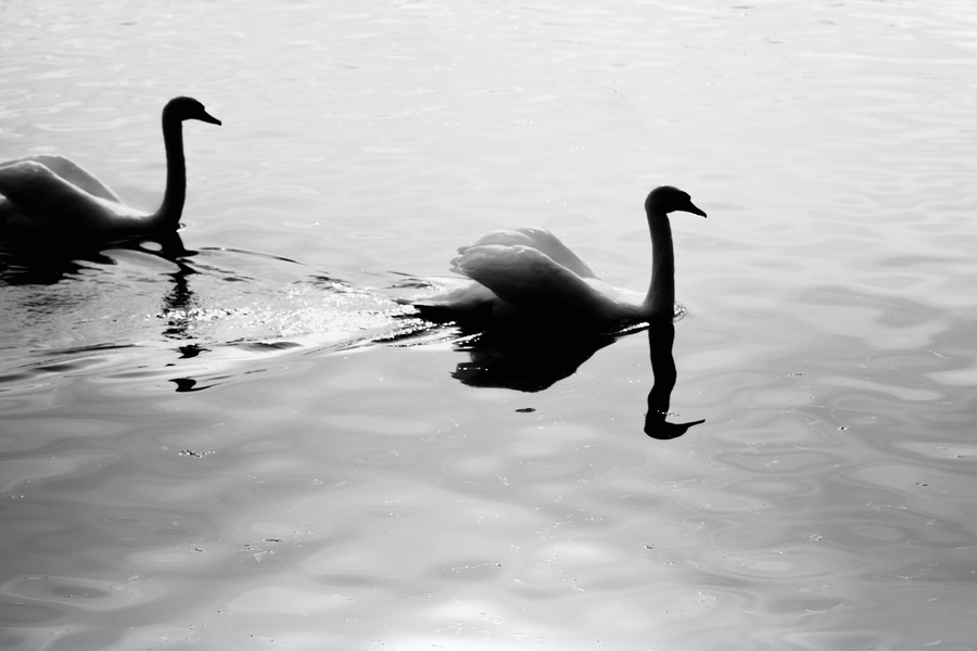 5k高清壁纸 湖面鸭子 黑白摄影 动物图片 易点图网