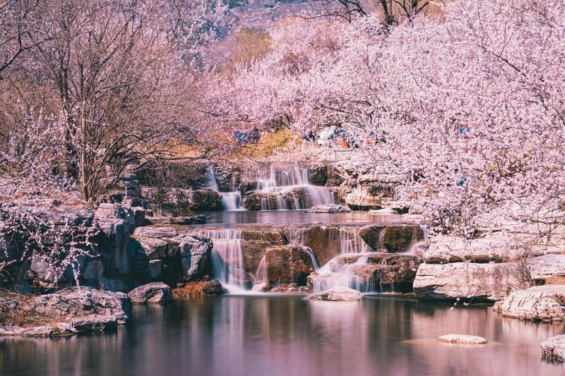 北京植物园 粉色樱花 溪水 8K超清壁纸下载 易点图网