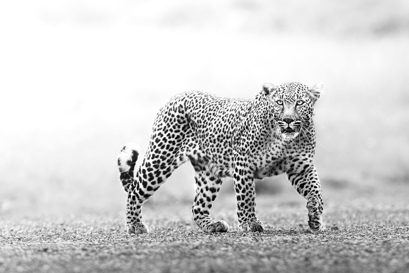 非洲猎豹 黑白摄影 4K高清壁纸3849 × 2240 易点图网