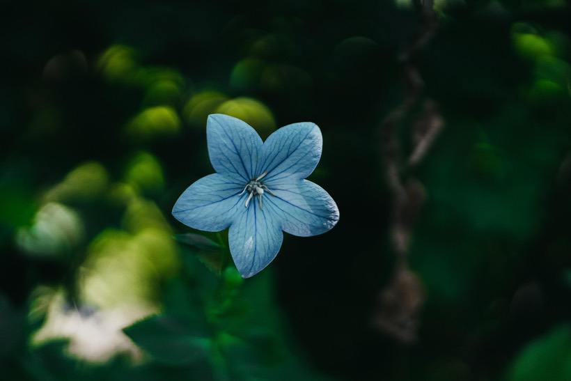 蓝色花卉 超清5K壁纸图片下载6000 × 4000 易点图网