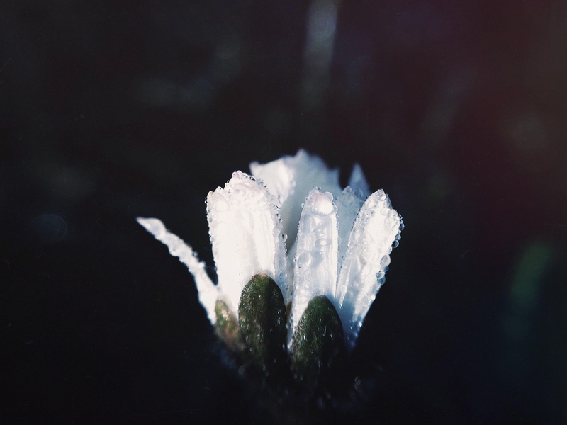 白色花瓣 水珠 花卉4K高清图片 易点图网
