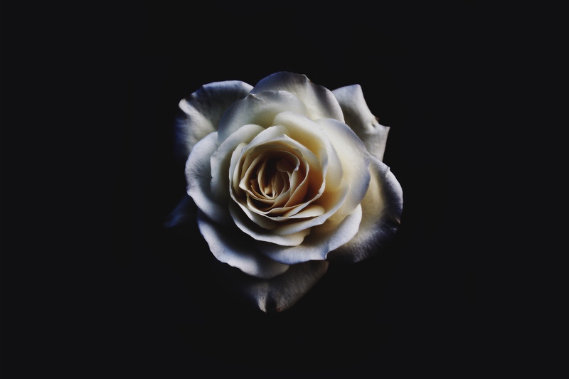 背景素材白色玫瑰花 5K壁纸5856 × 3898_易点图网