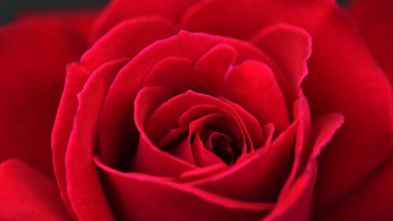红色素材图片 红玫瑰4k壁纸3840 × 2160_易点图网
