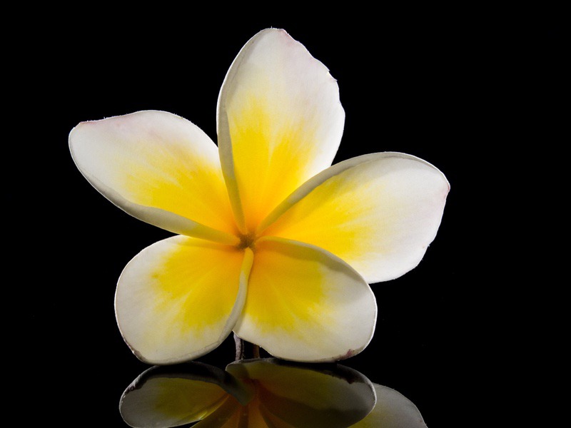 超清花卉 黄色素馨花4k壁纸图片_易点图网