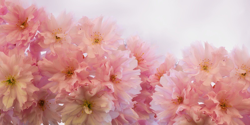 mac宽屏壁纸 花卉粉色6k背景图片_易点图网