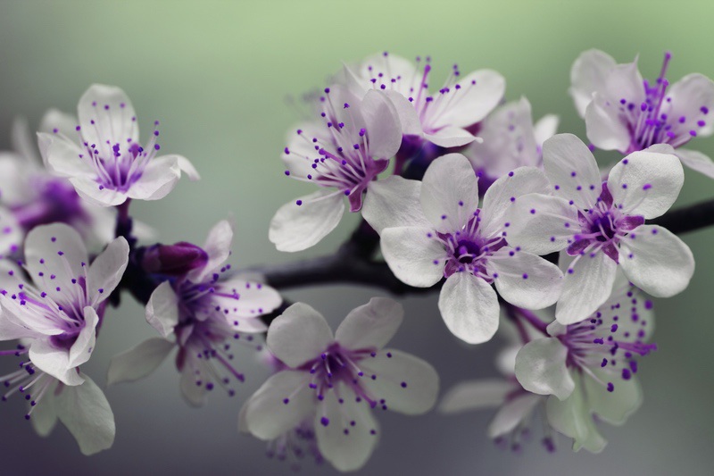 花卉摄影图片 植物5K壁纸5184 × 3456_易点图网