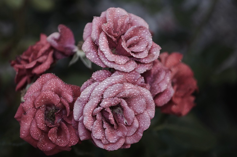 粉色玫瑰花 水滴 4K素材图片4928 × 3264_易点图网