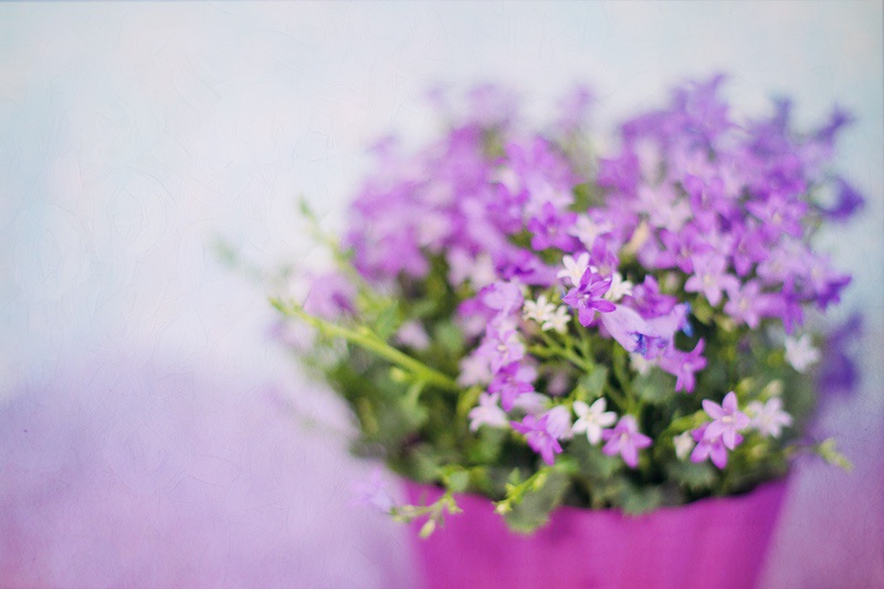 花卉摄影 紫色花朵5K壁纸图片_易点图网