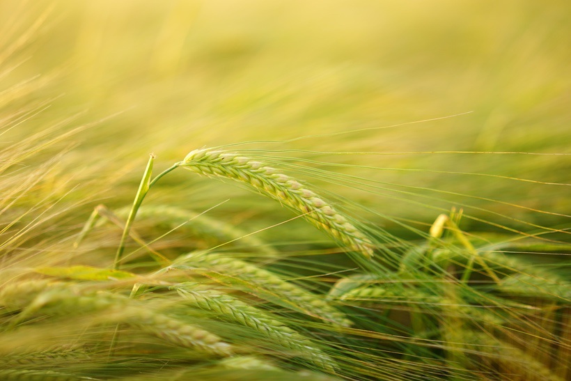 春季小麦穗 6K壁纸摄影图片_易点图网