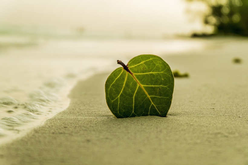 沙滩树叶4k风景图片4200 × 2800_易点图网