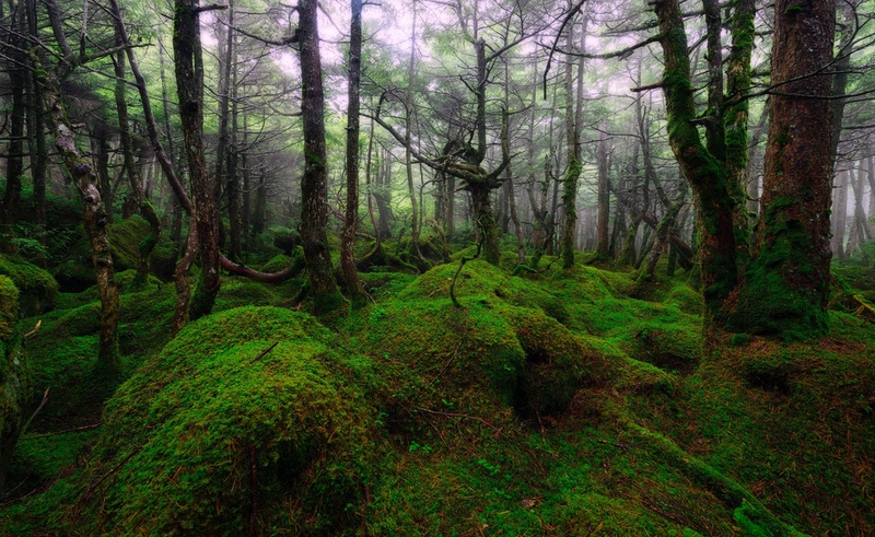最美森林高清图片4k壁纸下载_易点图网