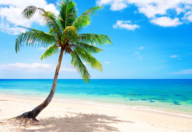 马尔代夫最美海岛 大海 棕榈树 5k超高清壁纸_易点图网